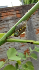 Aetalion reticulatum