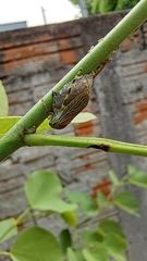 Aetalion reticulatum