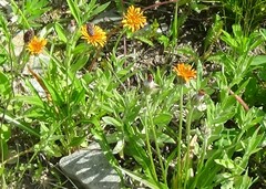 Agoseris aurantiaca