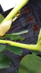 Aetalion reticulatum