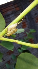 Aetalion reticulatum