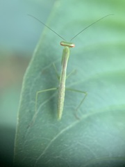 Stagmomantis fraterna