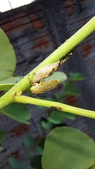 Aetalion reticulatum