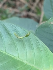 Stagmomantis fraterna