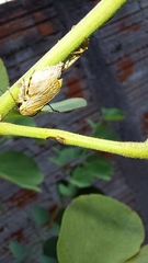 Aetalion reticulatum