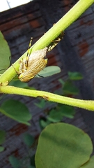 Aetalion reticulatum