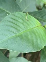 Stagmomantis fraterna