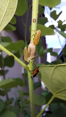 Aetalion reticulatum