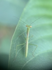 Stagmomantis fraterna