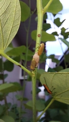 Aetalion reticulatum