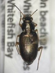 Bembidion confusum