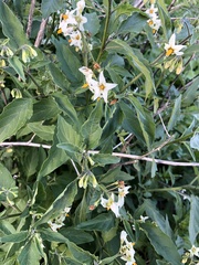 Solanum nigrum