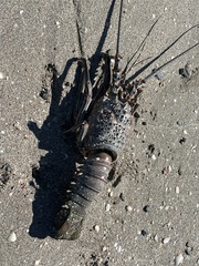 Panulirus inflatus