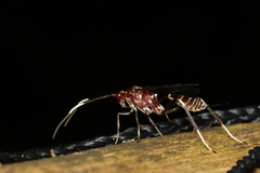 Cryptinae