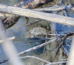 Lithobates catesbeianus