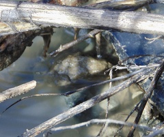 Lithobates catesbeianus