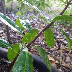 Sideroxylon foetidissimum