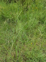 Paspalum floridanum