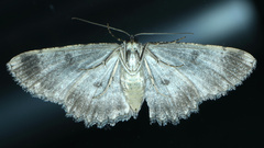 Ectropis fractaria