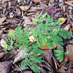 Adenanthera pavonina