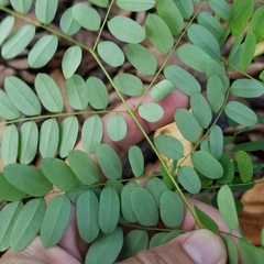 Adenanthera pavonina