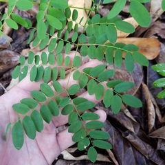Adenanthera pavonina