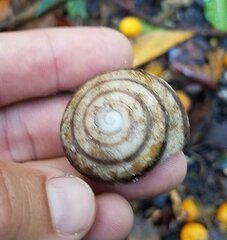 Caracolus marginella