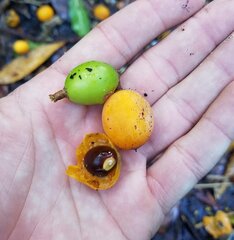 Sideroxylon foetidissimum