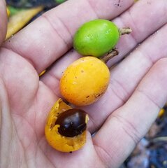 Sideroxylon foetidissimum