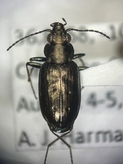 Bembidion cheyennense