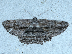 Scioglyptis chionomera