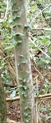 Ficus pumila