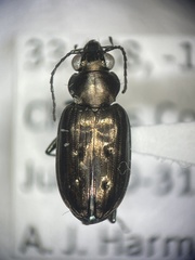 Bembidion cheyennense