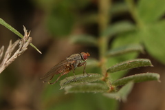Heleomyzidae