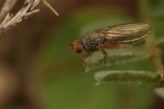 Heleomyzidae