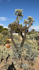 Cylindropuntia fulgida