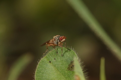 Heleomyzidae