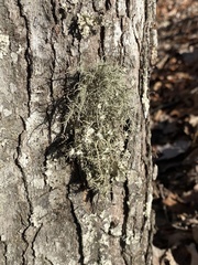 Usnea strigosa