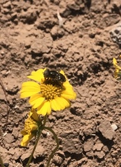 Copestylum mexicanum