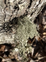 Usnea strigosa
