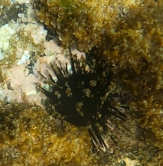 Echinoidea