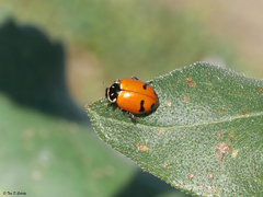 Hippodamia glacialis