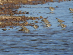 Calidris minutilla