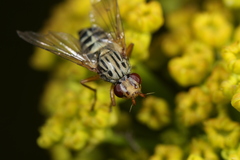 Dorycera judea