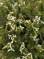 Olearia nummulariifolia