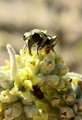 Asemosyrphus mexicanus