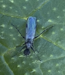Bibiodes halteralis