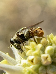 Asemosyrphus mexicanus