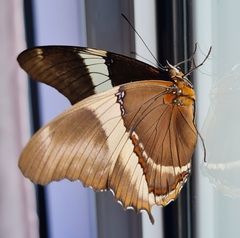 Siproeta epaphus