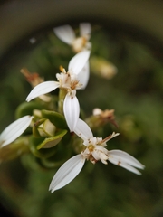 Olearia nummulariifolia